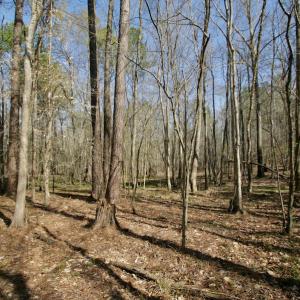Photo #35 of SOLD property in OFF HWY 46, Garysburg, NC 138.8 acres