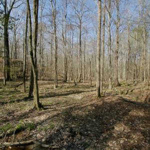 Photo #38 of SOLD property in OFF HWY 46, Garysburg, NC 138.8 acres
