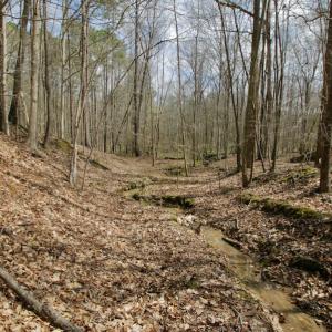 Photo #40 of SOLD property in OFF HWY 46, Garysburg, NC 138.8 acres