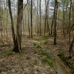 Photo #44 of SOLD property in OFF HWY 46, Garysburg, NC 138.8 acres