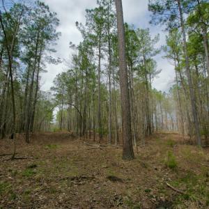 Photo #45 of SOLD property in OFF HWY 46, Garysburg, NC 138.8 acres
