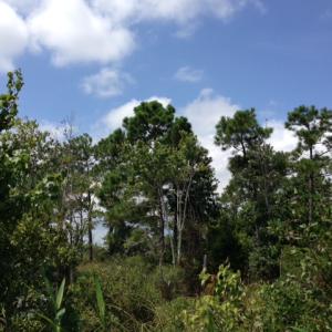 Photo #3 of SOLD property in Sailboat Rd, Shiloh, NC 441.0 acres