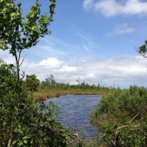 Photo #4 of SOLD property in Sailboat Rd, Shiloh, NC 441.0 acres
