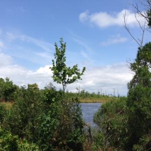 Photo #5 of SOLD property in Sailboat Rd, Shiloh, NC 441.0 acres