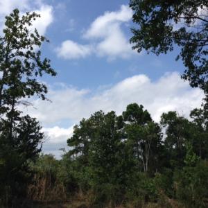 Photo #6 of SOLD property in Sailboat Rd, Shiloh, NC 441.0 acres