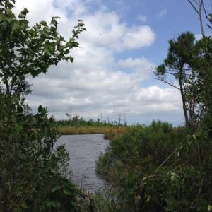 Photo #7 of SOLD property in Sailboat Rd, Shiloh, NC 441.0 acres