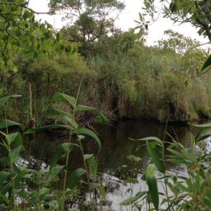 Photo #11 of SOLD property in Sailboat Rd, Shiloh, NC 441.0 acres