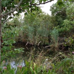 Photo #12 of SOLD property in Sailboat Rd, Shiloh, NC 441.0 acres