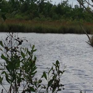 Photo #13 of SOLD property in Sailboat Rd, Shiloh, NC 441.0 acres