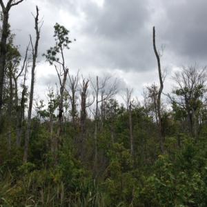 Photo #20 of SOLD property in Sailboat Rd, Shiloh, NC 441.0 acres