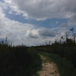 Photo #21 of SOLD property in Sailboat Rd, Shiloh, NC 441.0 acres