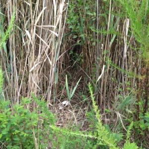 Photo #22 of SOLD property in Sailboat Rd, Shiloh, NC 441.0 acres