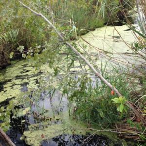 Photo #23 of SOLD property in Sailboat Rd, Shiloh, NC 441.0 acres