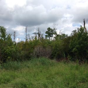 Photo #24 of SOLD property in Sailboat Rd, Shiloh, NC 441.0 acres