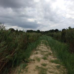 Photo #26 of SOLD property in Sailboat Rd, Shiloh, NC 441.0 acres