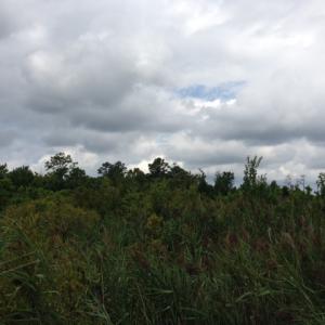 Photo #27 of SOLD property in Sailboat Rd, Shiloh, NC 441.0 acres