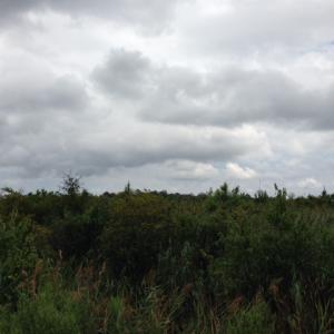 Photo #28 of SOLD property in Sailboat Rd, Shiloh, NC 441.0 acres