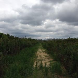 Photo #29 of SOLD property in Sailboat Rd, Shiloh, NC 441.0 acres