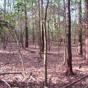Photo #4 of SOLD property in Pineview Rd, Suffolk, VA 5.0 acres