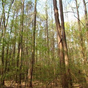 Photo #5 of SOLD property in Pineview Rd, Suffolk, VA 5.0 acres