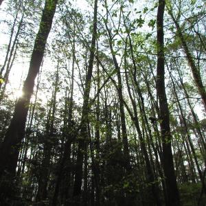 Photo #6 of SOLD property in Pineview Rd, Suffolk, VA 5.0 acres