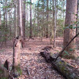 Photo #8 of SOLD property in Pineview Rd, Suffolk, VA 5.0 acres