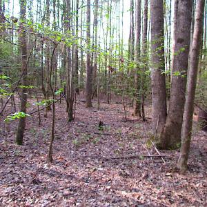 Photo #9 of SOLD property in Pineview Rd, Suffolk, VA 5.0 acres