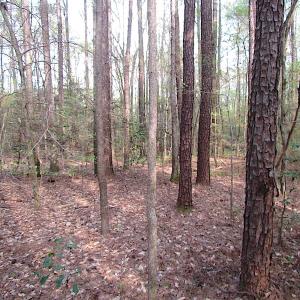 Photo #10 of SOLD property in Pineview Rd, Suffolk, VA 5.0 acres