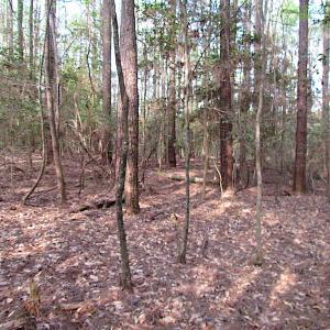 Photo #11 of SOLD property in Pineview Rd, Suffolk, VA 5.0 acres