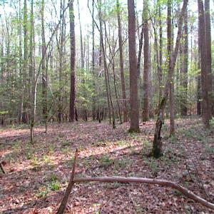 Photo #13 of SOLD property in Pineview Rd, Suffolk, VA 5.0 acres