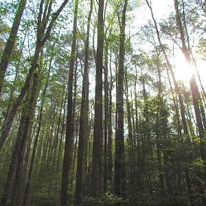 Photo #14 of SOLD property in Pineview Rd, Suffolk, VA 5.0 acres