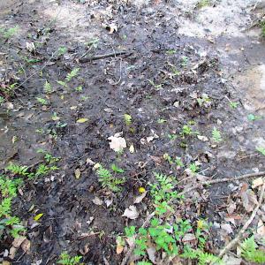 Photo #15 of SOLD property in Pineview Rd, Suffolk, VA 5.0 acres