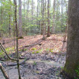 Photo #20 of SOLD property in Pineview Rd, Suffolk, VA 5.0 acres