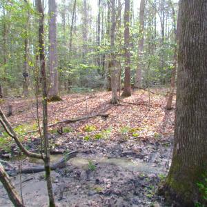 Photo #20 of SOLD property in Pineview Rd, Suffolk, VA 5.0 acres