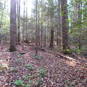 Photo #22 of SOLD property in Pineview Rd, Suffolk, VA 5.0 acres