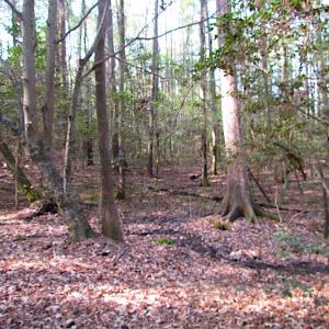 Photo #24 of SOLD property in Pineview Rd, Suffolk, VA 5.0 acres