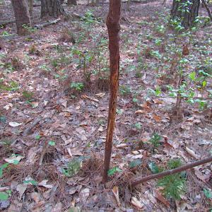 Photo #25 of SOLD property in Pineview Rd, Suffolk, VA 5.0 acres