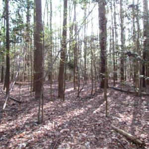 Photo #26 of SOLD property in Pineview Rd, Suffolk, VA 5.0 acres