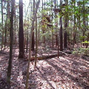Photo #29 of SOLD property in Pineview Rd, Suffolk, VA 5.0 acres