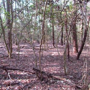 Photo #30 of SOLD property in Pineview Rd, Suffolk, VA 5.0 acres
