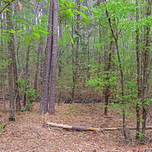 Photo #10 of SOLD property in Off Robinson Road, Morven, NC 26.7 acres