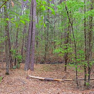 Photo #10 of SOLD property in Off Robinson Road, Morven, NC 26.7 acres