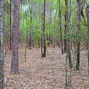 Photo #13 of SOLD property in Off Robinson Road, Morven, NC 26.7 acres