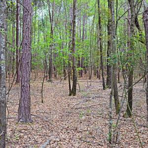 Photo #13 of SOLD property in Off Robinson Road, Morven, NC 26.7 acres