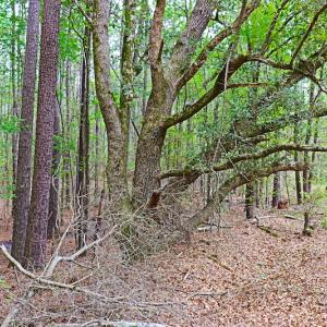 Photo #20 of SOLD property in Off Robinson Road, Morven, NC 26.7 acres