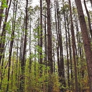 Photo #21 of SOLD property in Off Robinson Road, Morven, NC 26.7 acres