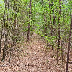 Photo #22 of SOLD property in Off Robinson Road, Morven, NC 26.7 acres