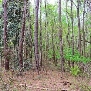 Photo #23 of SOLD property in Off Robinson Road, Morven, NC 26.7 acres