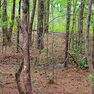 Photo #8 of SOLD property in Off Robinson Road, Morven, NC 26.7 acres