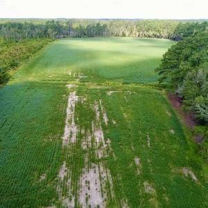Photo #9 of SOLD property in Off Spruill Rd., Merritt, NC 33.0 acres